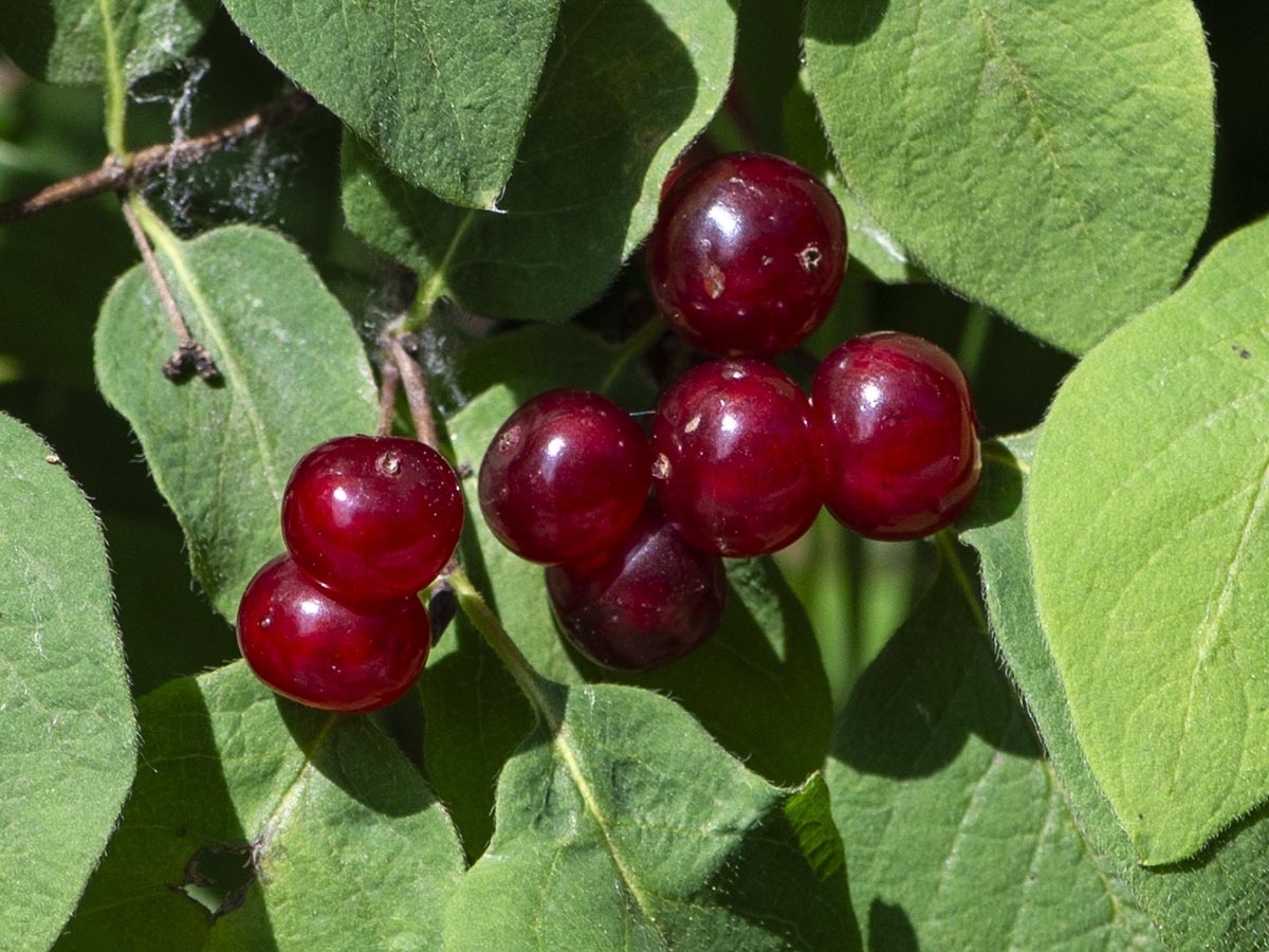 Doppelbeeren